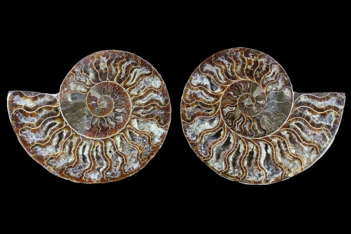 Cut & Polished Ammonite Fossil - Crystal Chambers #88225